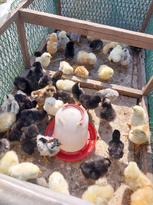 Суточные цыплят балапан