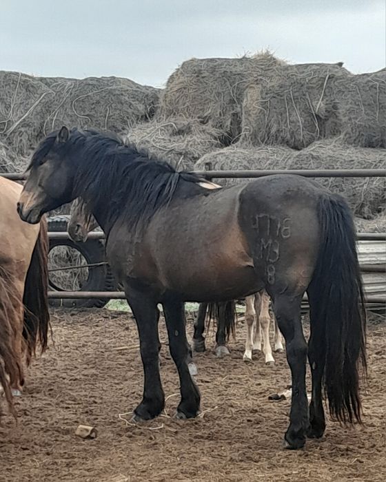 МЗ тайлар 2025. сатылымда.