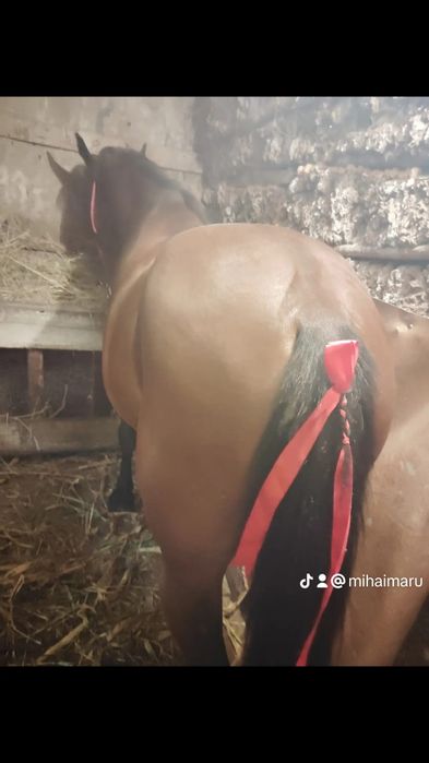 Cal de vânzare 6 ani sunt de acord pentru ori ce proba preț 80 mil