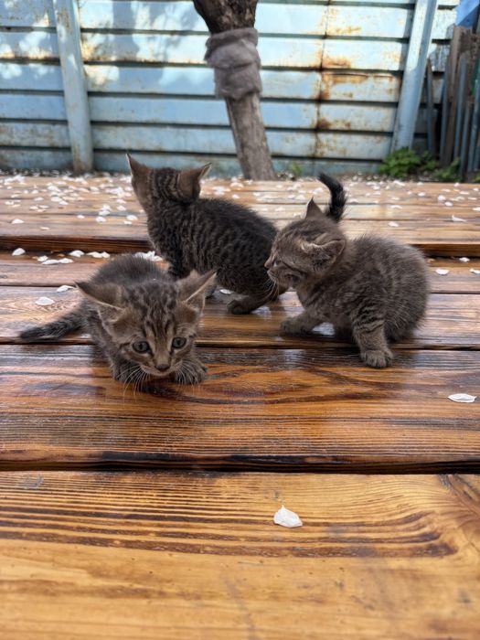 Отдам котят в хорошие руки