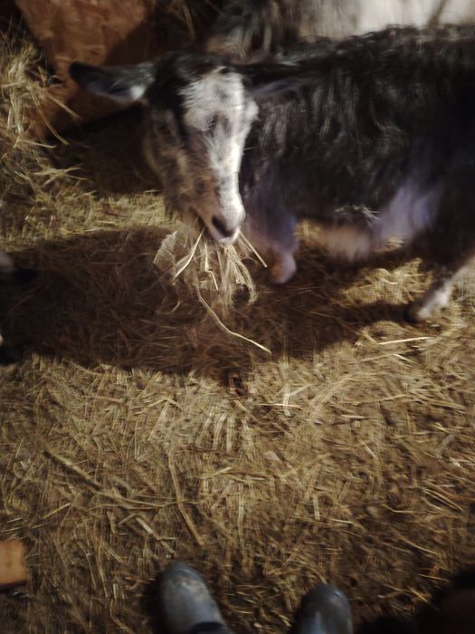 Vând capra cu lapte