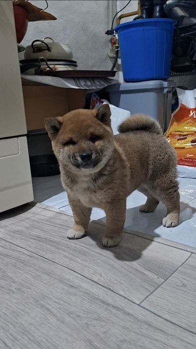 Малыш Сиба-ину мальчик)