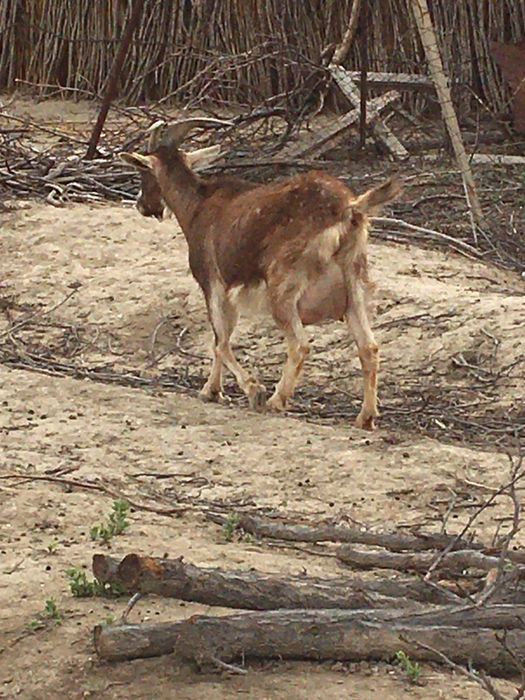 Ешкі сатылады. 100000 т