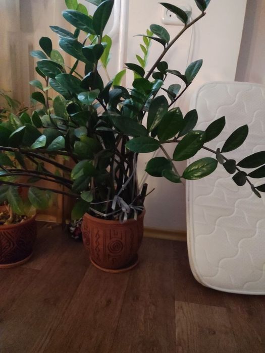 Продам 2 замиокулькаса