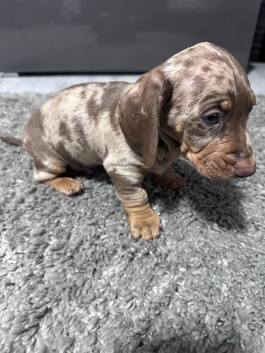 Teckel arlechin maro