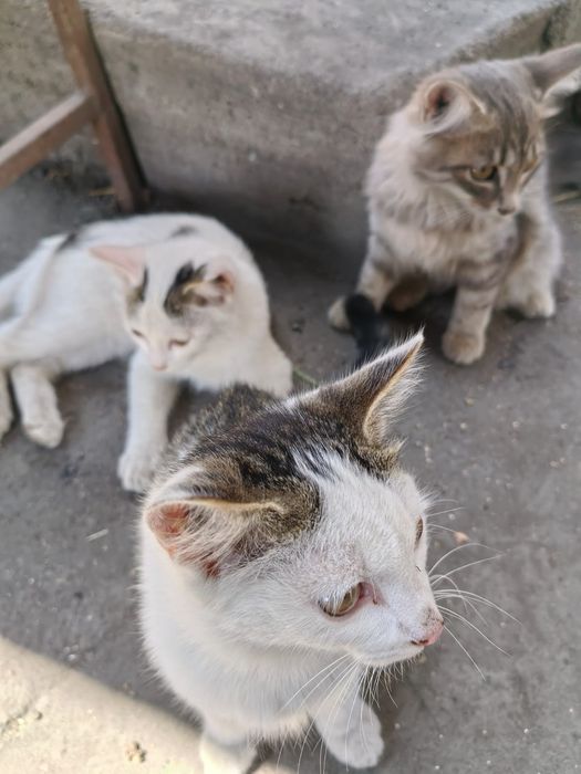 Отдам котят крысоловов