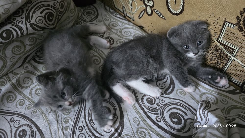 Отдам котят, девочка и мальчик