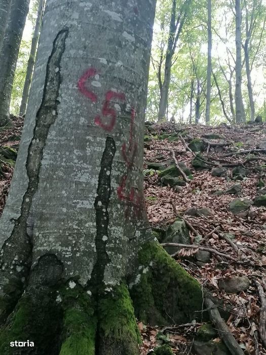 Teren Extravilan 5,25 Ha - Pădure de Fag vechime 120 ani