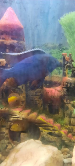 Алунакара баликклар