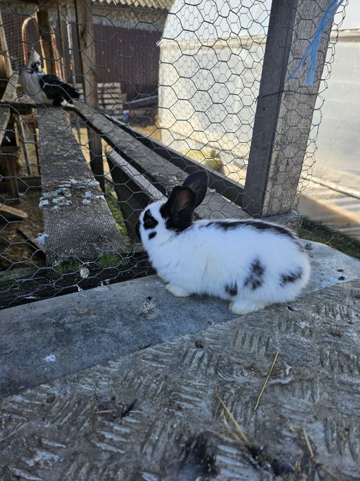 Vând iepuri fluture german