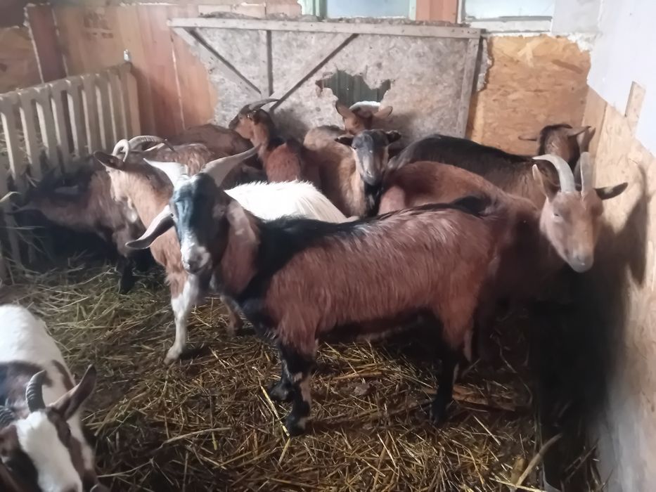 Capre alpine franceze