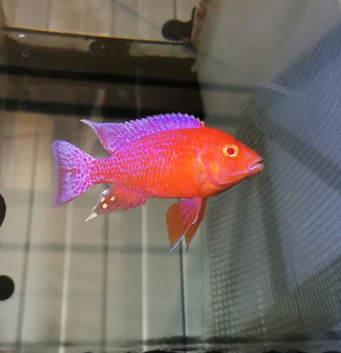 Ciclide africane (Aulonocara)