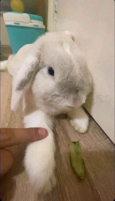 Подарявам зайче! с клетка!