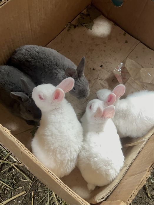 Disponibili iepurași Rex pitic alb și albastru !