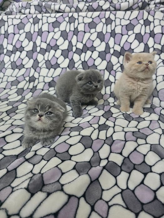 Продам котят порода скотиш фолд