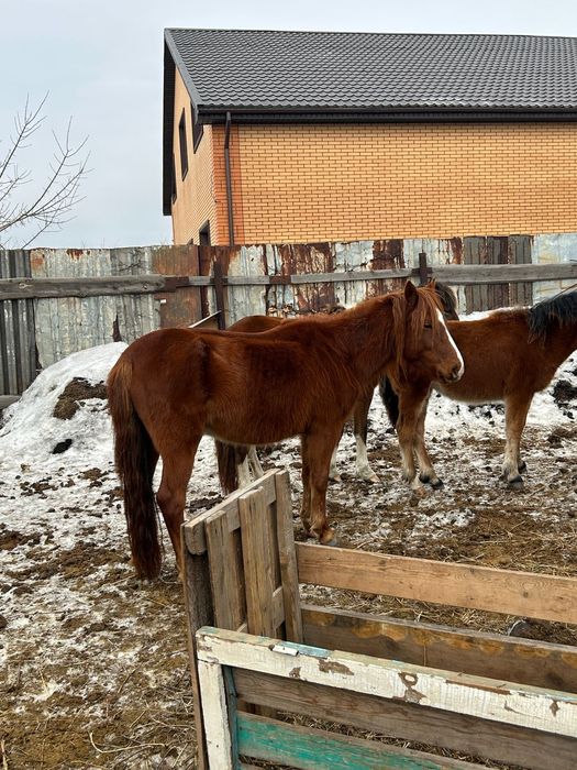 Продам Кобылку 650000