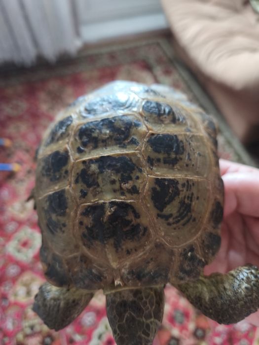 Черепаха. Срочно. 25000. Торг