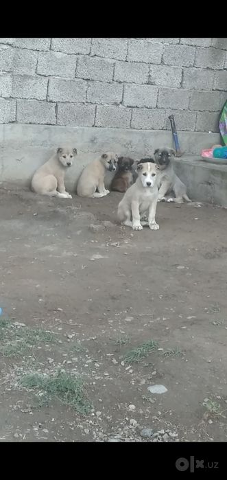 Шеночки алабаев чистокровные