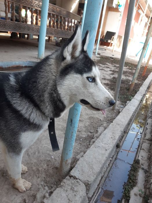 Продаётся Хаски.