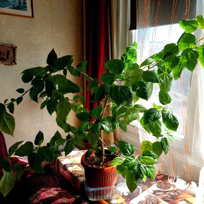 Китайска роза - 2бр.,кливия