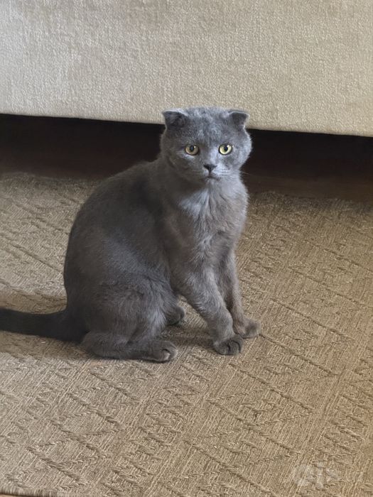 Шотландский вислоухий кот