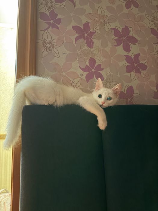 Домашняя белая кошка