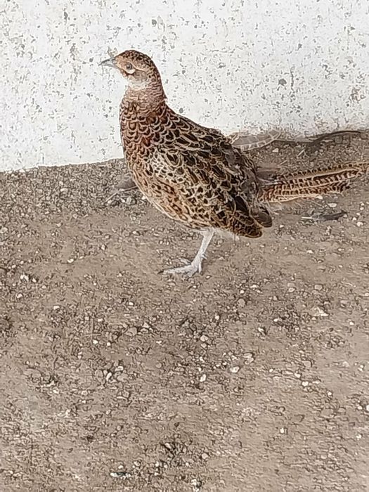 Vând făzăniță comuna