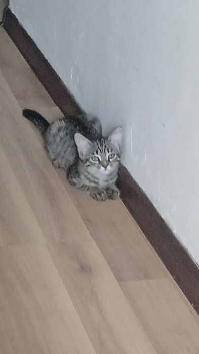 Отдам котят девочек 3 месячных