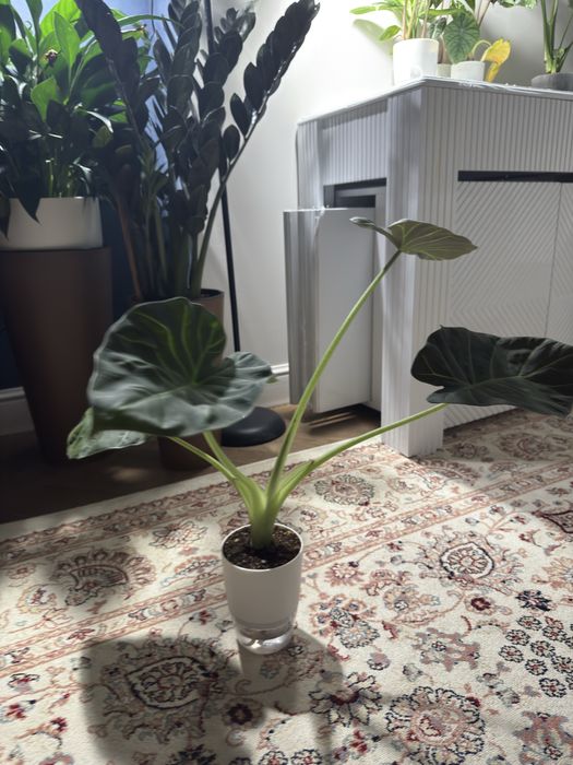 Алоказия регал шилдс