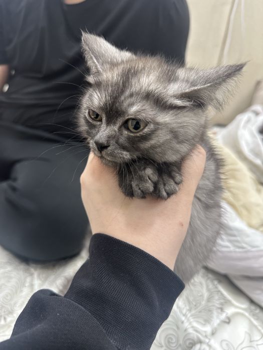 Отдам котенка бесплатно