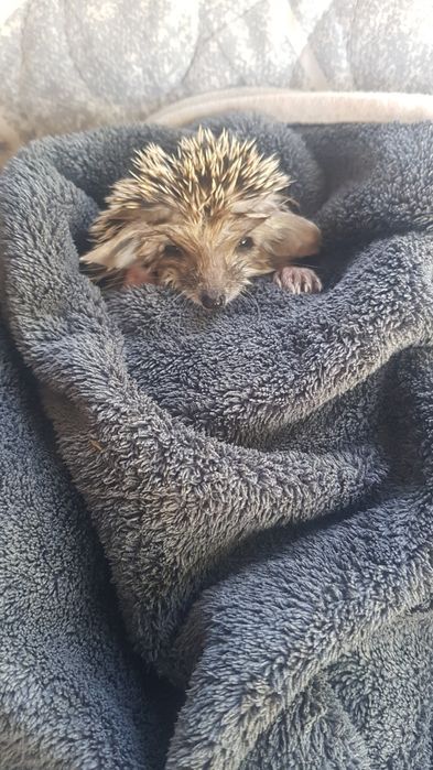 Еж ежики детки готовы к переезду