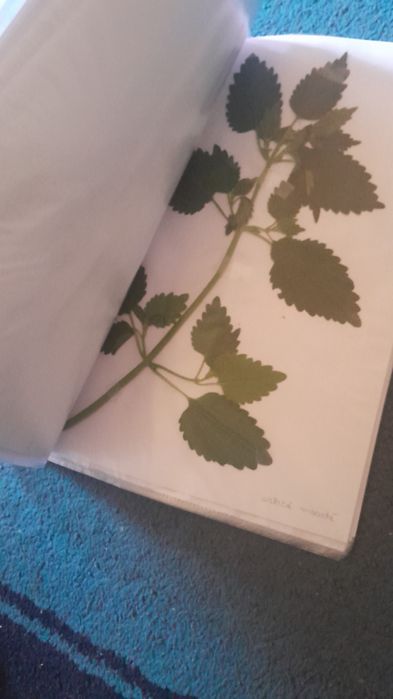 IERBAR 15 de Plante