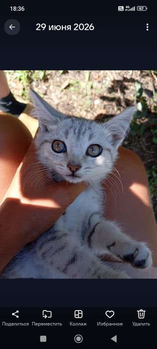Котёнок кот кошка