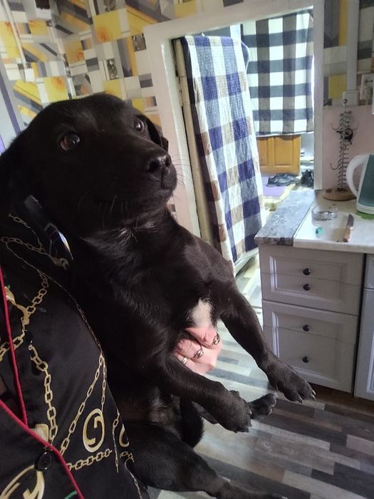 Щенок в поисках дома