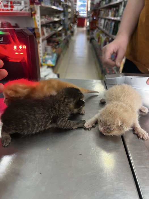 Котята бесплатно отдам срочно!!!