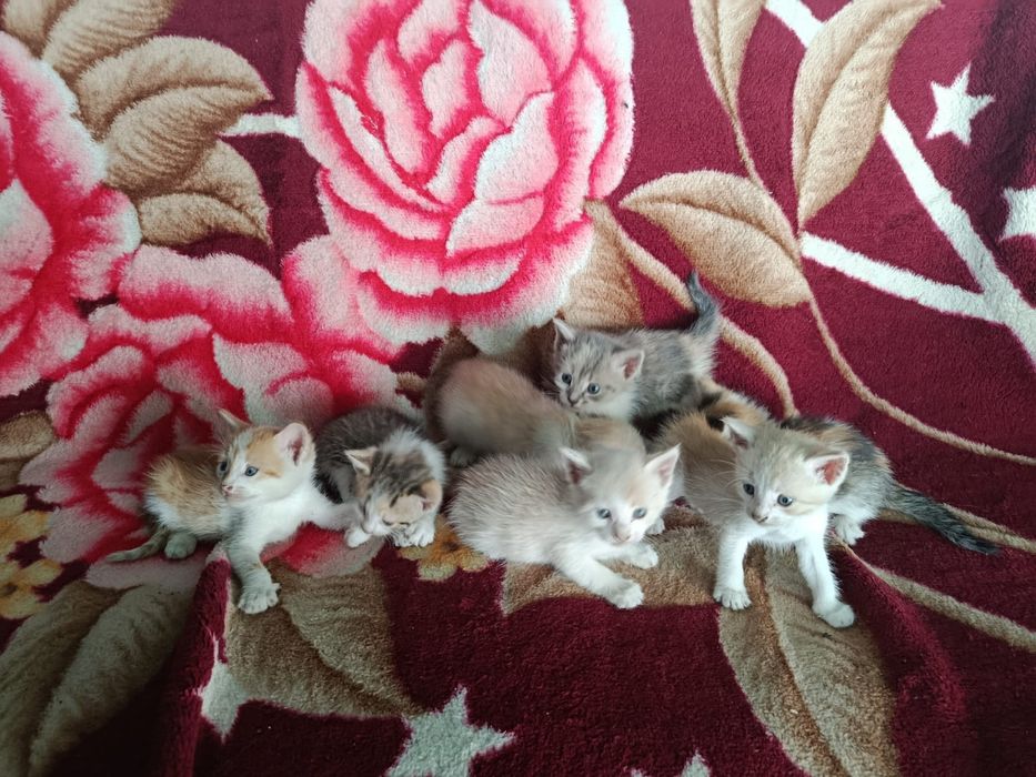 Котята в добрые руки
