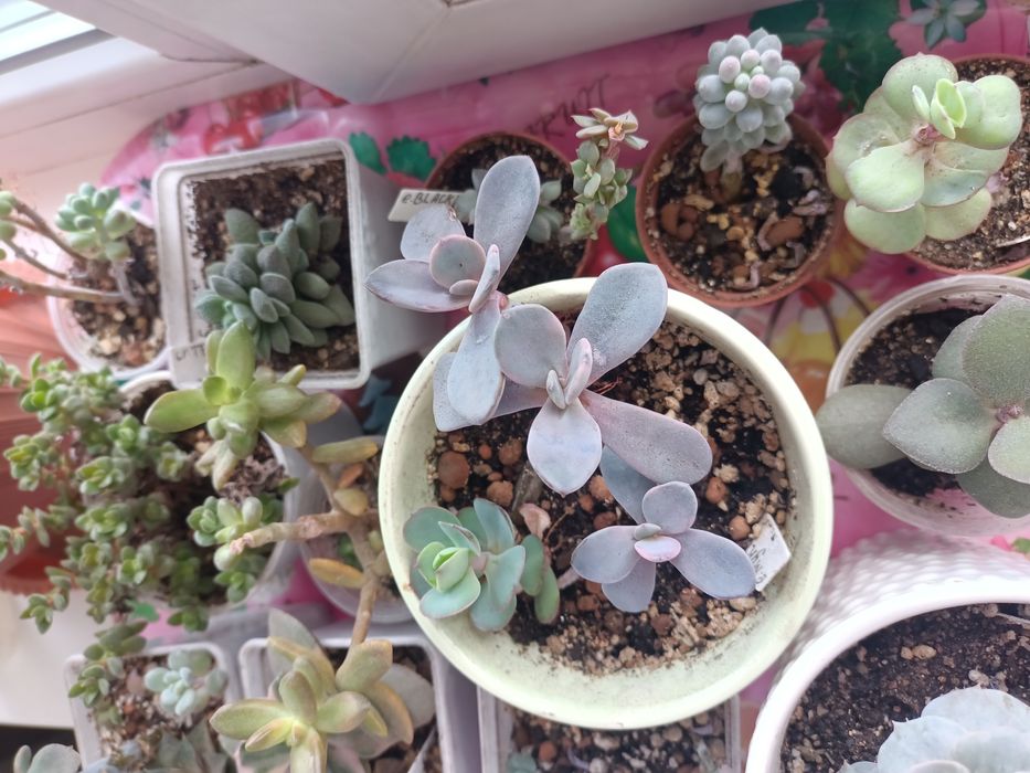 Продам суккуленты!