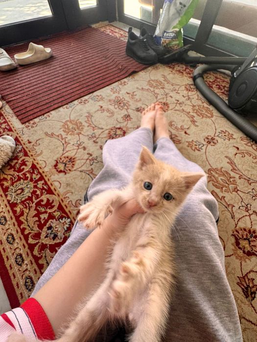 Отдам котенка в добрые руки