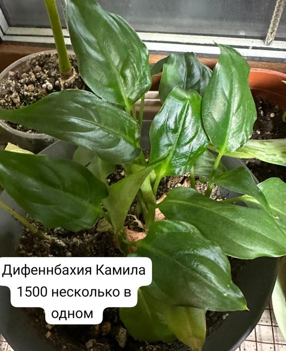 Продам комнатные растения