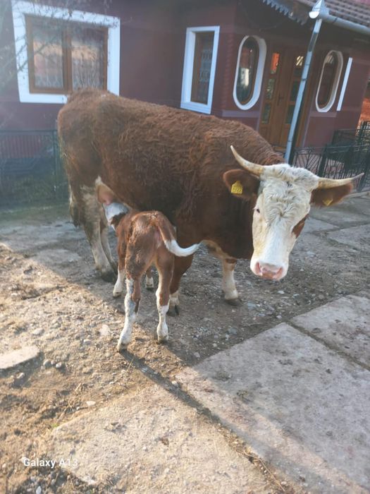 Vând vacă fătată