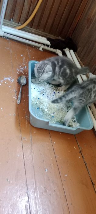 Котята шотландцы скотиш страйт