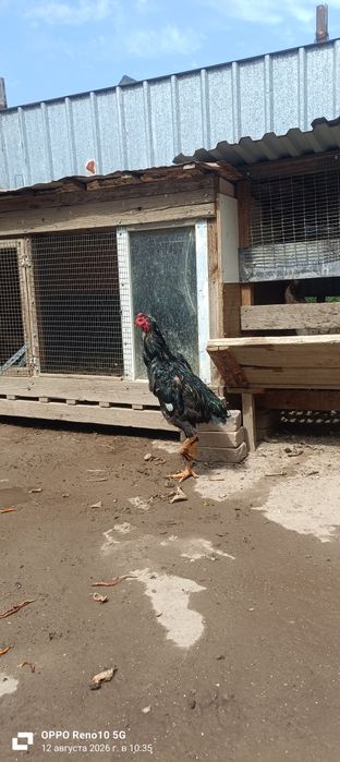 Шамо год 3месяца