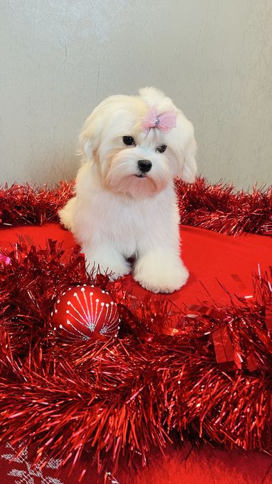 Щенки Мальтезе , Maltese