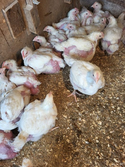 Цыплята бройлеров 3 недельные