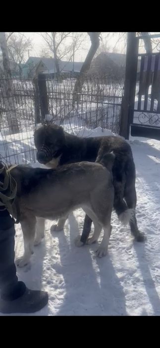 Продажа (бронь) щенков алабая САО