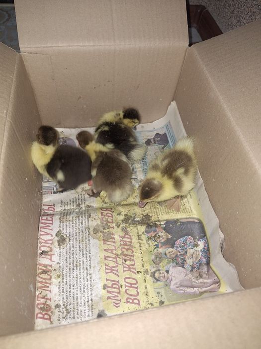 Утки, индоутки, утята