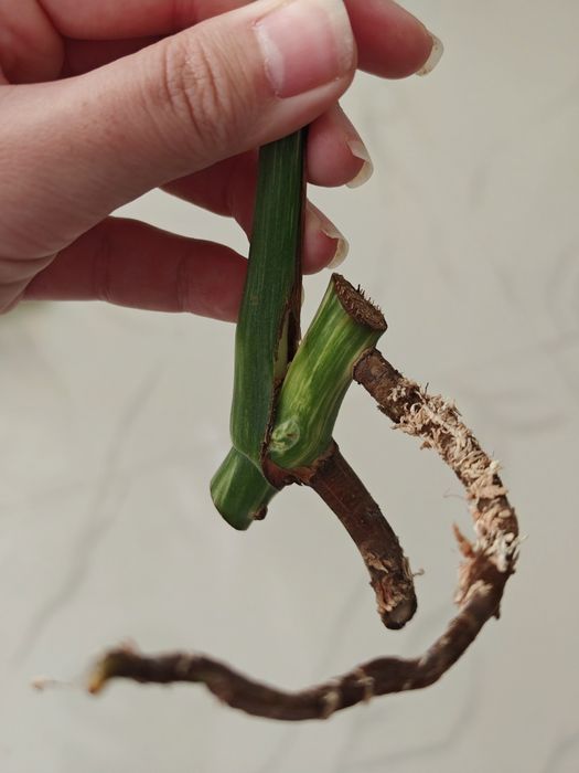Monstera Albo variegata