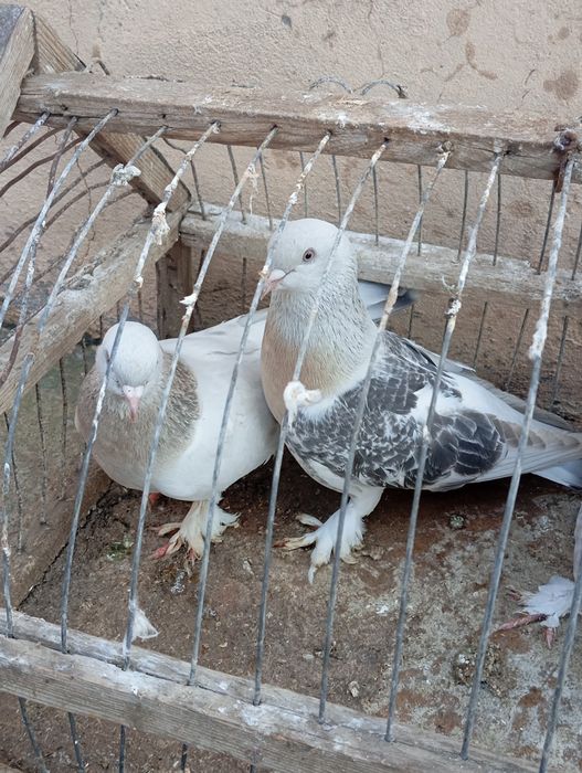 Голуби турецкая такла