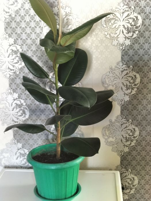 Продам Фикусы.большие