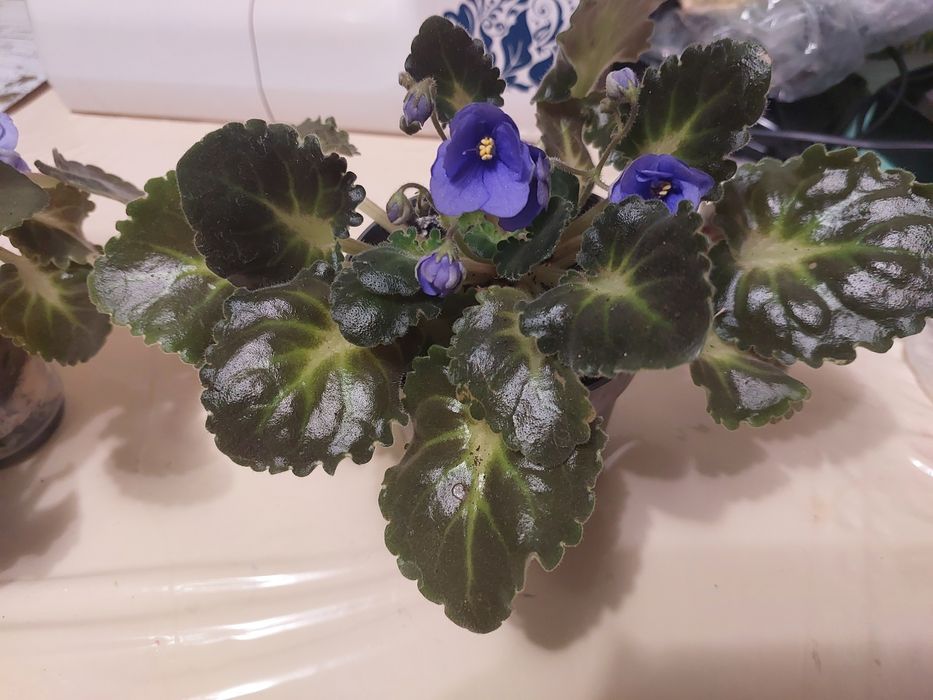 Цветы комнатные растения